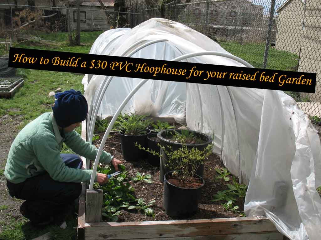 How to Build a $30 PVC Hoophouse for your raised bed Garden