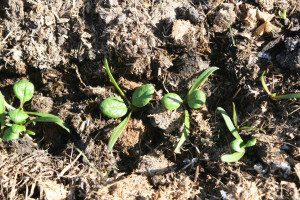 Winter spinach feb 2 2013 planted mid Oct