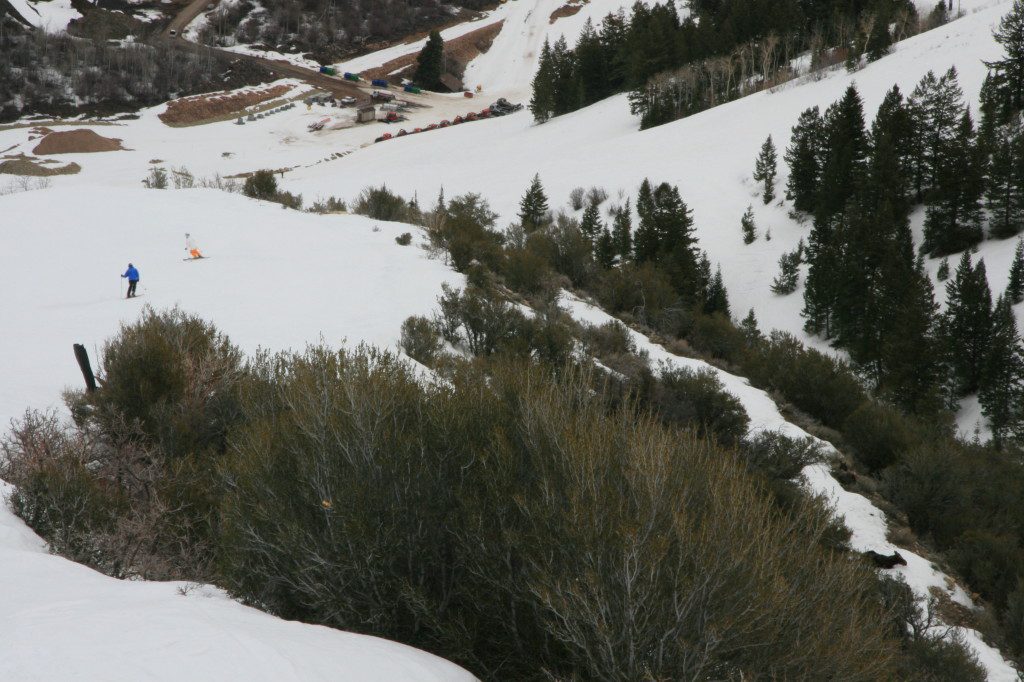 skiers unknowingly skiing by the hidden Mooses