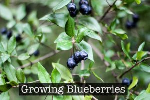 Growing Blueberries in Utah