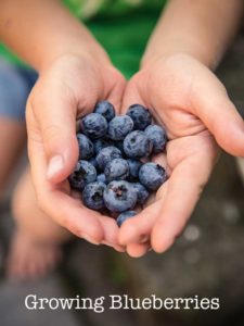 Growing Blueberries In Park City