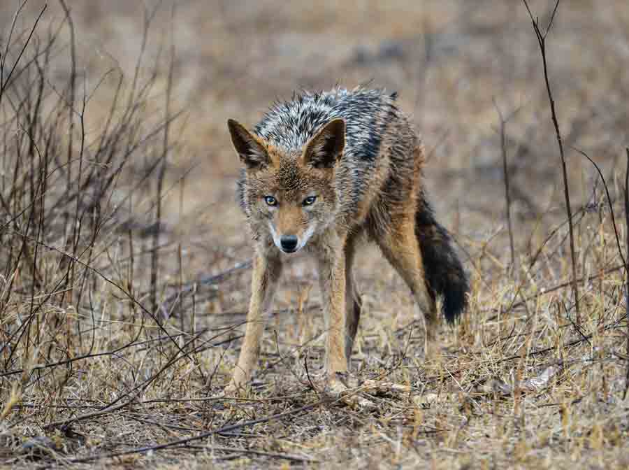 Coyote-stock-photo-(web)